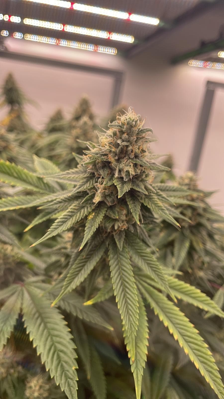 Dirty Mango - Vista 2