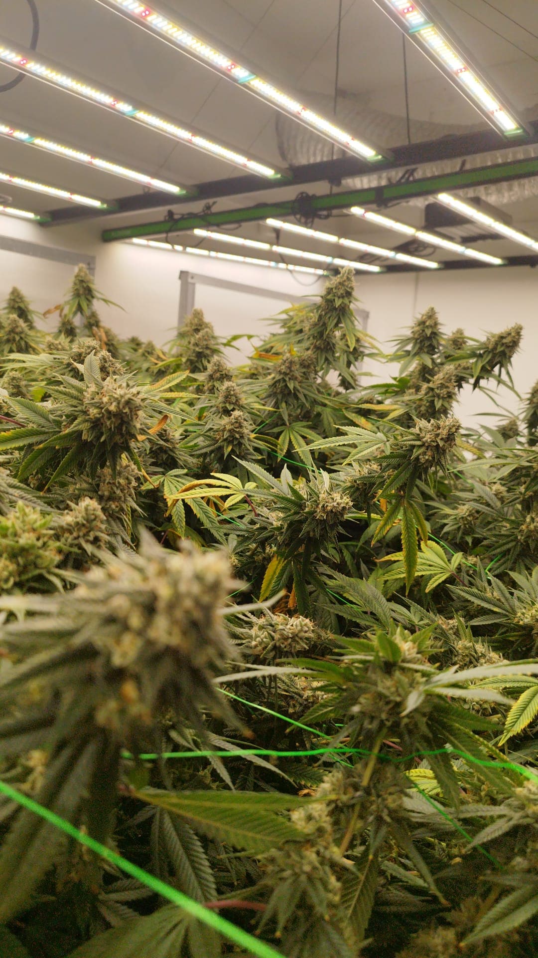 Dirty Mango - Vista 3