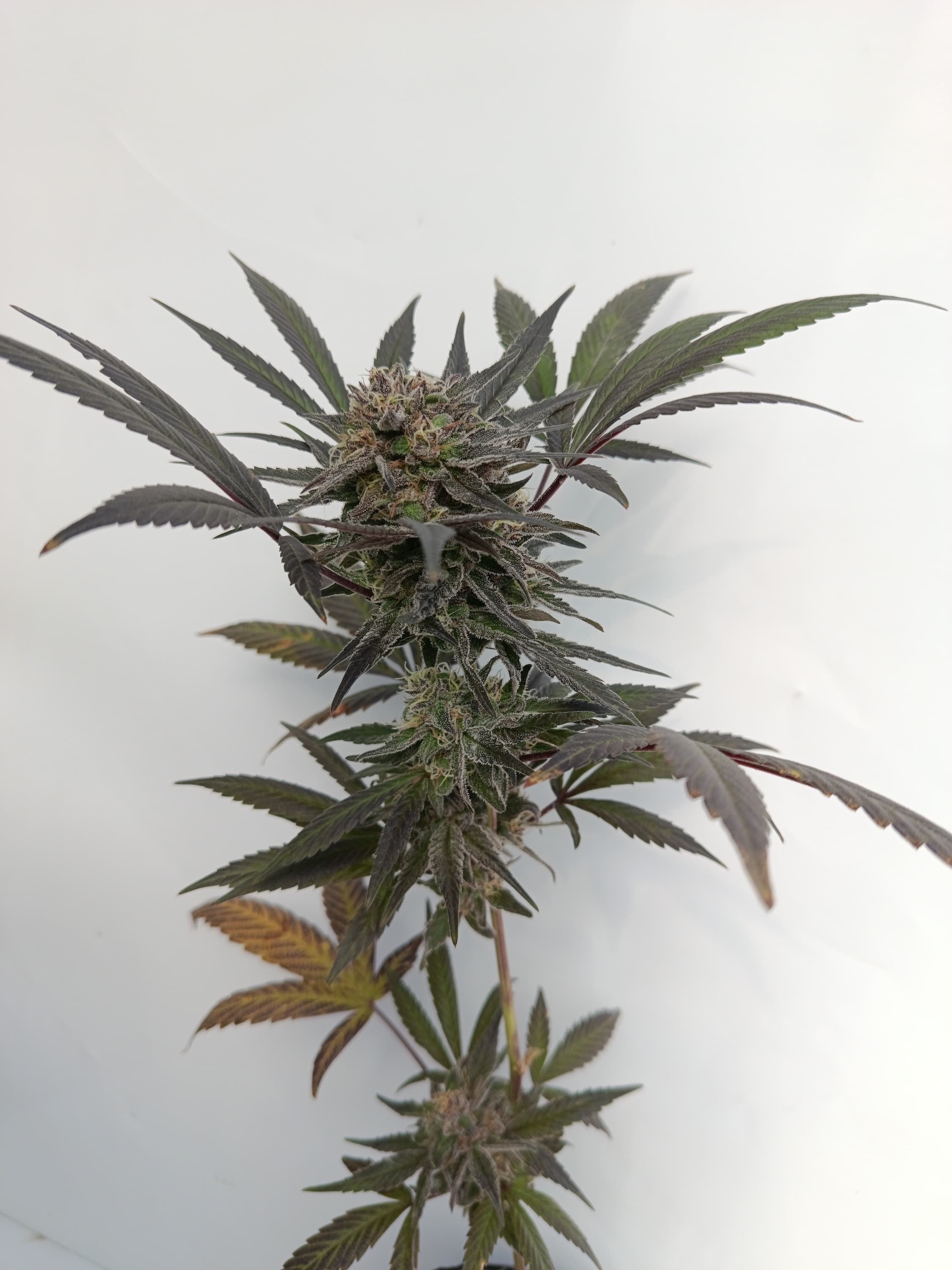 Humboldt K9
