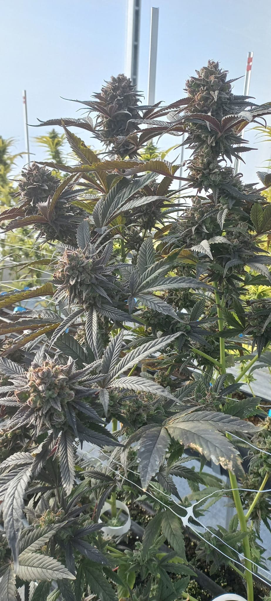 Rebel Qubit - Vista 2