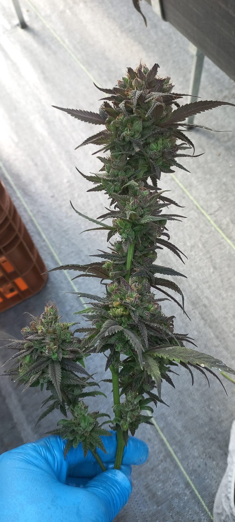 Rebel Qubit - Vista 3